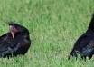 FDZZ_0VmOgw